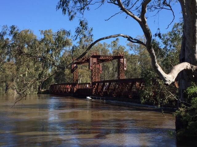 MURRAY FLOOD: The Australian Dairy Industry Council has called for an urgent review of the Basin Plan's socio-economic impacts, as the Murray River floods - here it is just under the bridge, at Tocumwal. Picture: Karen Macdonald.