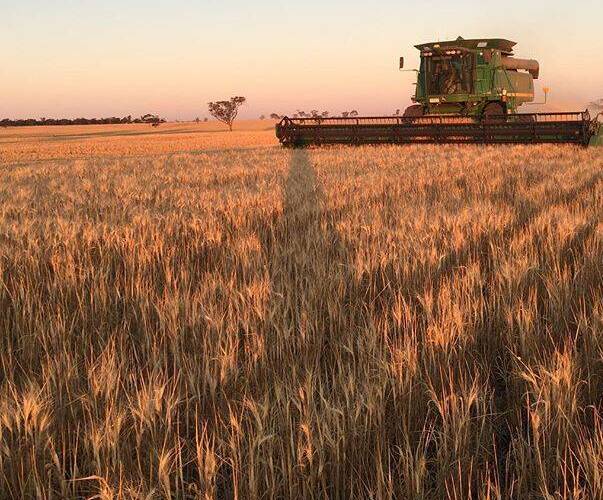 DRY TIMES: A header brings in the harvest - for more pictures of this year's season, go to the Stock and Land online gallery at #wimmerharvest 2015: Your pictures at http://tinyurl.com/nch7bg3.