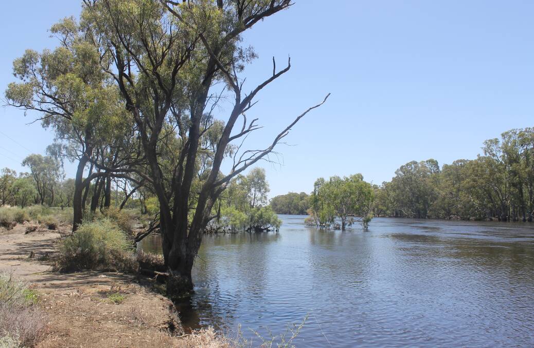 AVERAGE RAINFALL: The Murray, in flood, at Colignan; the Basin receive average rainfall, in January.