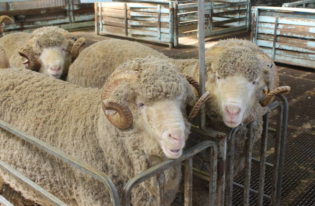 SOLID LINEUP: Wurrook, Rokewood, had 88 rams for sale, in this year's auction. PHOTO: Andrew Miller.