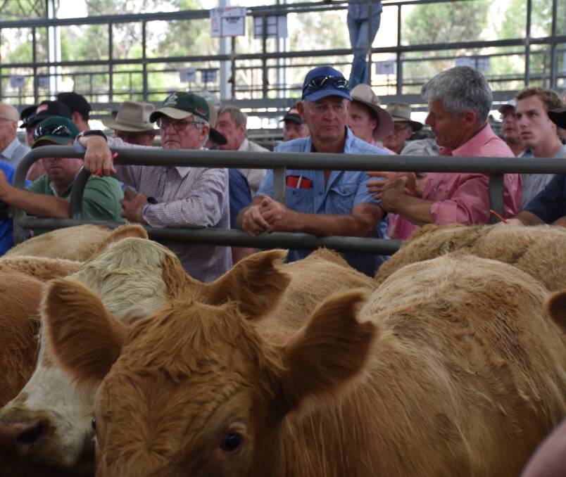 STRONG SALE: The 30th annual Elders Yea Blue Ribbon Feature weaner sale attracted a large crowd. 


