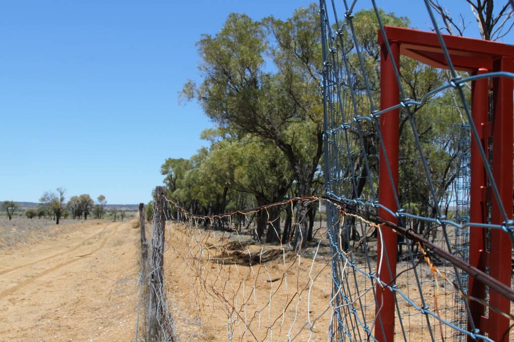 Sections of the barrier fence on Lindsay and Gill Russell's Tambo property is estimated to be over 100 years old. Photo by Sally Cripps.