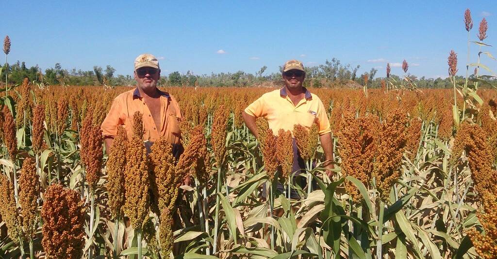 Ken and Brendan Fry pictured in their dryland sorghum crop along the Gilbert River this year. They wonder how much higher it would be if there was a dam supply.
