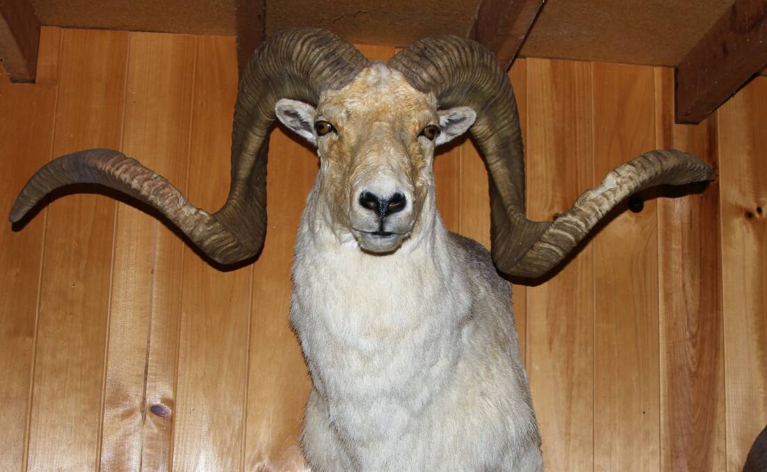 A Dall ram, shot in Alaska, is one of the many trophies hanging in Mike's hunting lodge at Jericho.