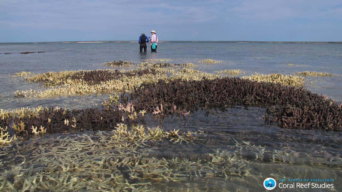 Dieback: Researchers survey bleached corals in shallow water in the Kimberly region, Western Australia, during current bleaching event. Photo: Chris Cornwall.