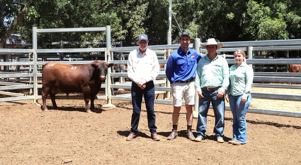 The top priced bull at the Kurra-Wirra sale, a red Angus bull, with vendors Rob and Simon Close, and Frame Rural Agencies representatives Beau Frame and Catelyn Russell. Picture: Sally Gall