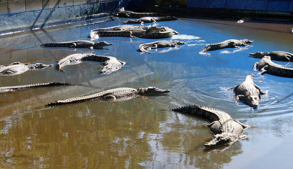 A north Queensland crocodile farm.