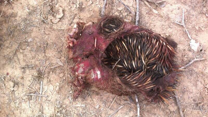 The inside-out remains of the echidna the wild dog was carrying when Matt Marks shot it.