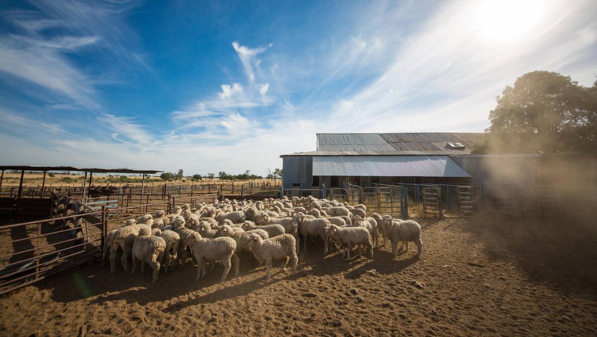 A scene from the sheepyards at Narada, Tambo, Queensland.