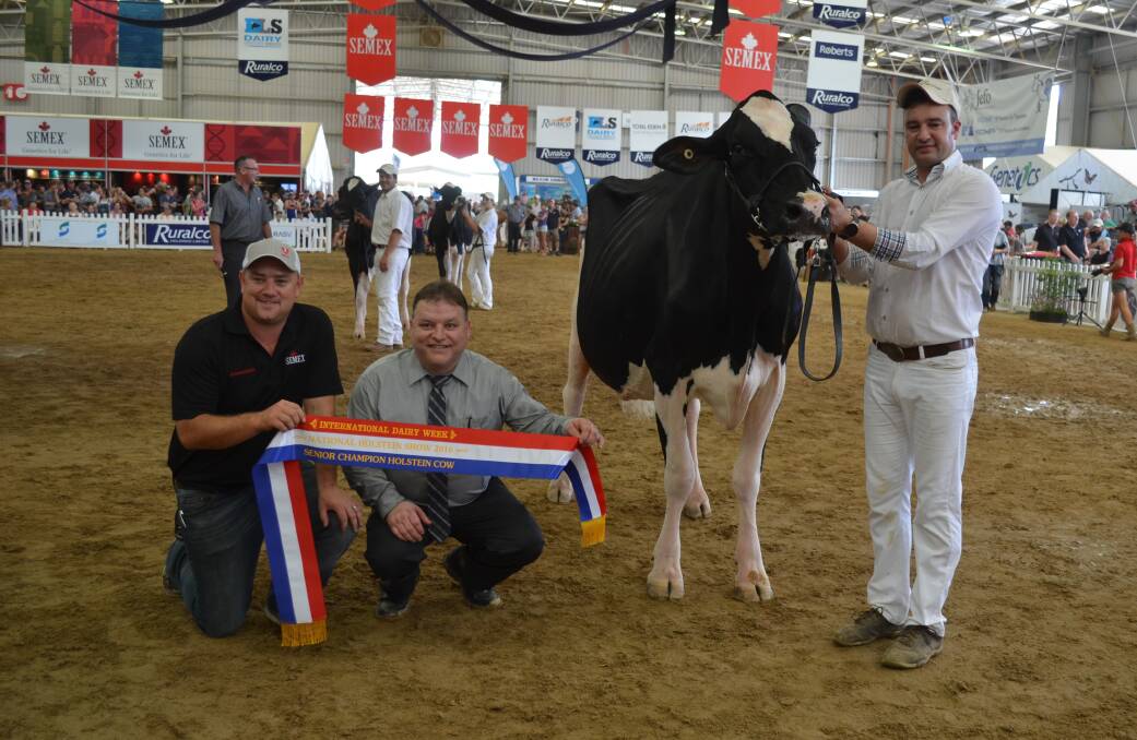 Vaughn Johnston, Semex; Canadian judge Pierre Boulet, and handler Alberto Medina, from Spain, with the Holstein senior champion cow. 