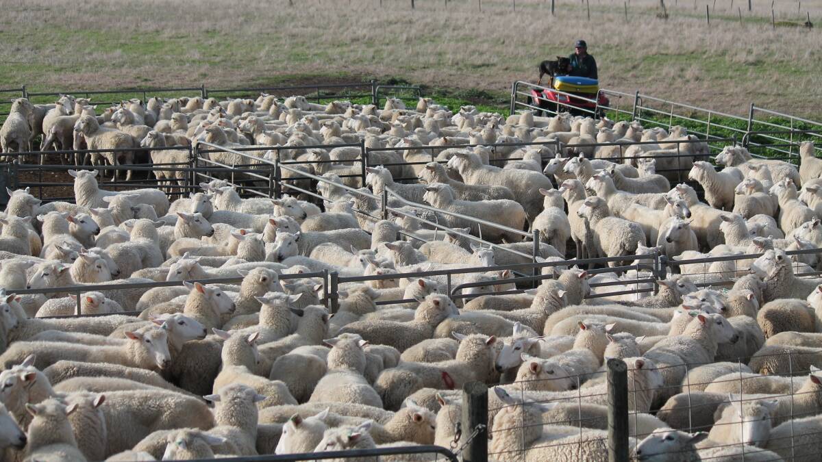 UK’s access to US lamb market near
