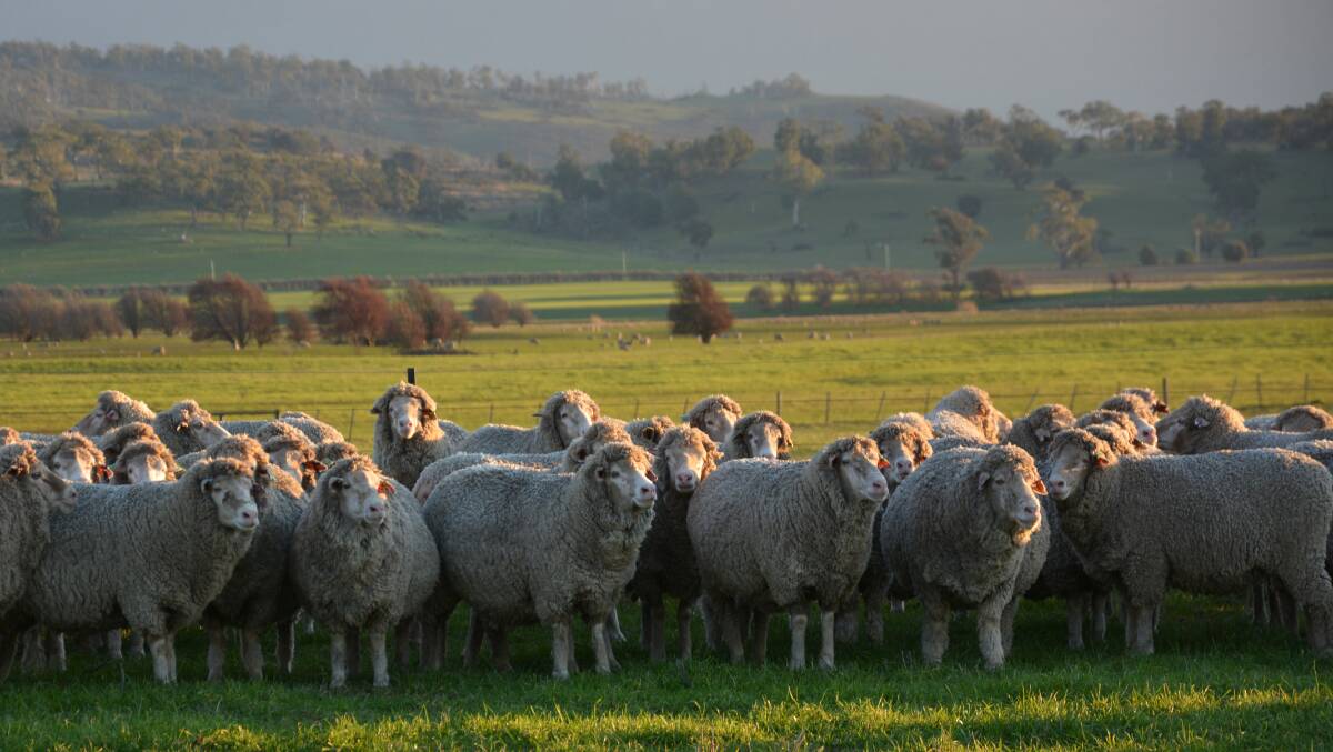 The Breed More Merino Ewes campaign highlights the breed achieving profitable results for producers across Australia.