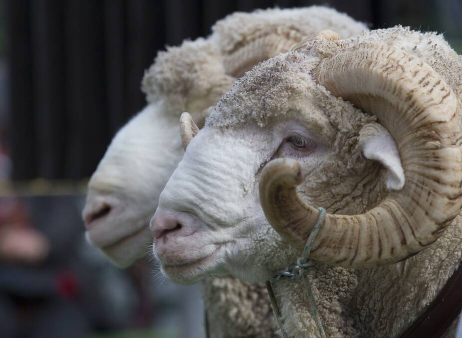 COMPETITION: The Royal Agricultural Society of Victoria has lifted the National Merino Pairs first place price to $5000.