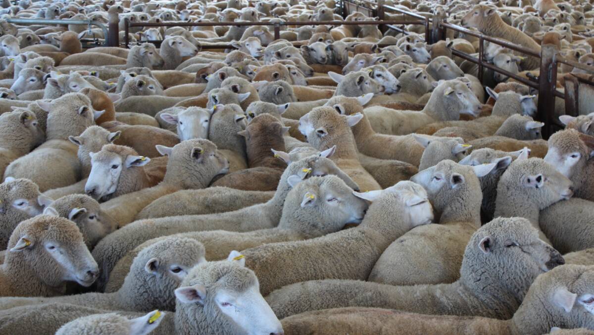 Current trade lamb prices are above the five-year 80th percentile in every state except Western Australia.