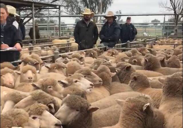 Aussie lamb record smashed, again