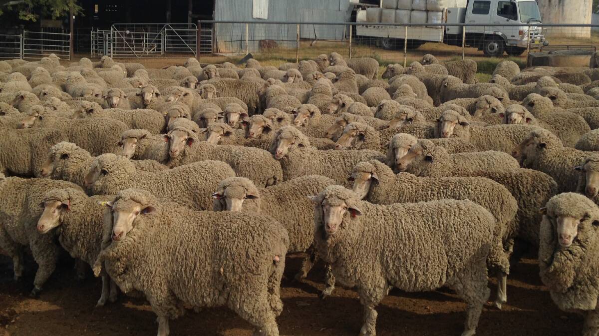 This year, Roseville Park’s ewes had an 8.86-kilogram average wool cut when shorn in March.