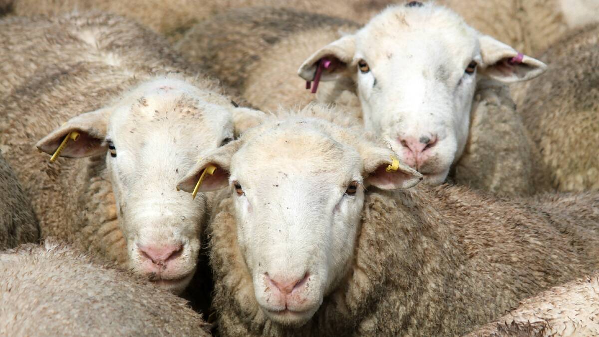 EU sheepmeat imports under the country specific quotas increased 8% year-on-year in 2015.