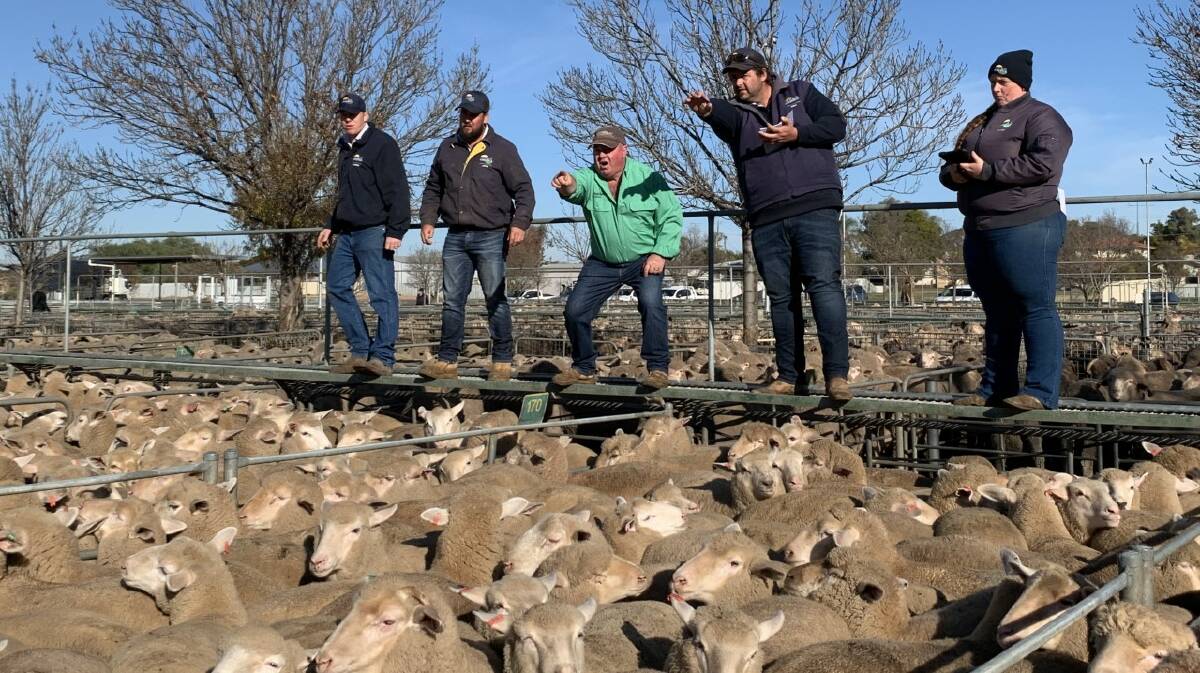 RESULT: Ouyen Livestock Exchange ha yarded nearly 10,000 lambs and mutton weekly, with prices firming week-on-week. 