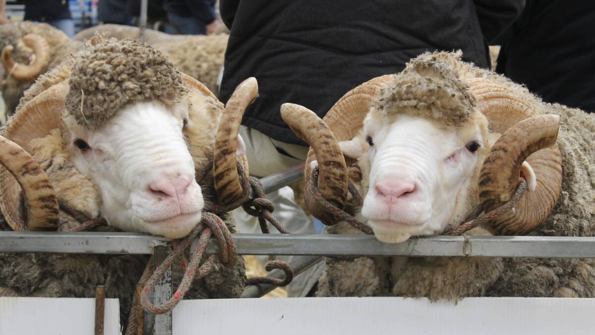 More than 100 rams are expected to be catalogued at this year's Australian Sheep & Wool Show Merino ram sale. 