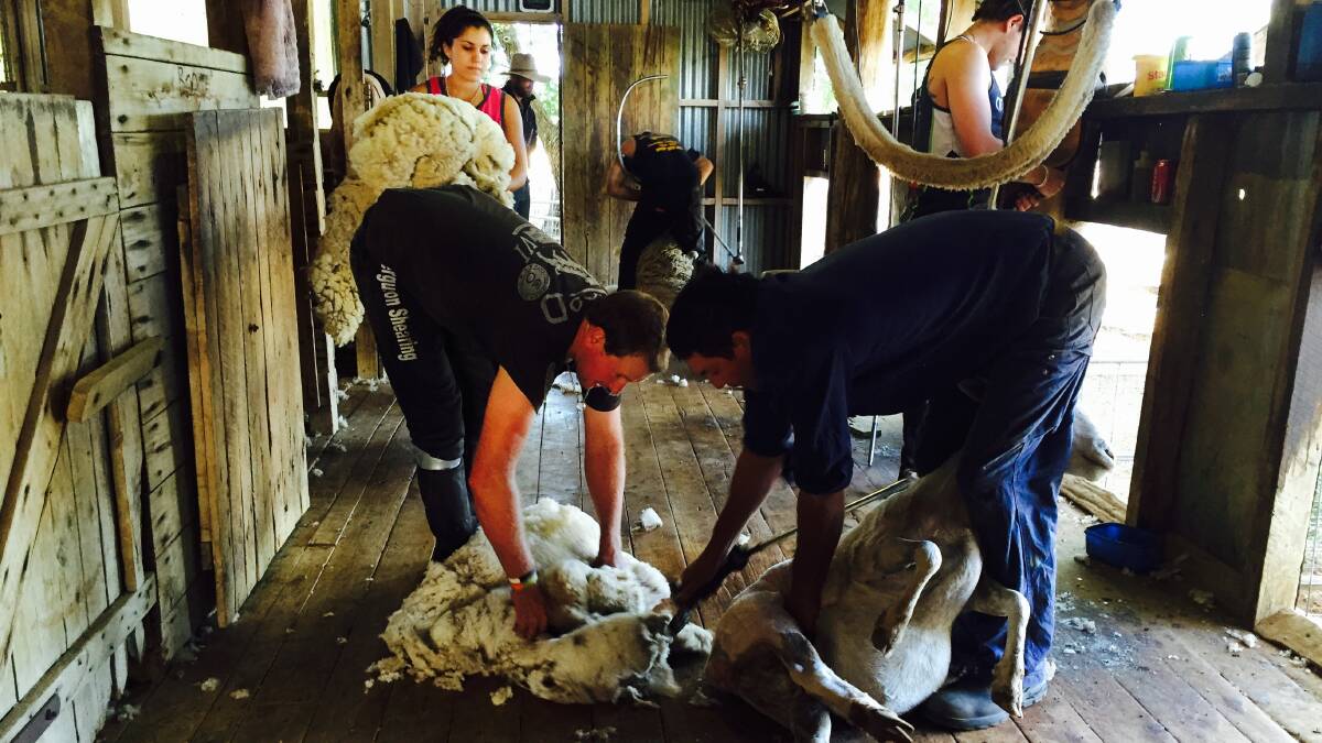 The Ferguson Bros believe drugs were a social issue, not an industry issue. The team are pictured shearing at Roma this week. 