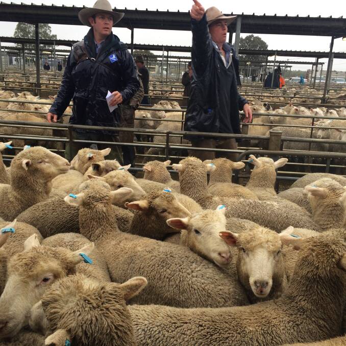 Riverina Livestock Agents auctioneers Tim Drum and James Tierney knocked this pen of store lambs down at $165 at the Wagga sheep and lamb sale in May. Pictures: Nikki Reynolds 