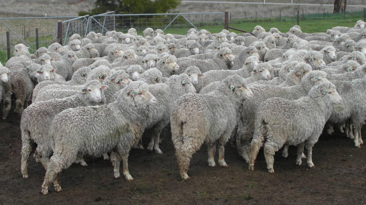 Sheep CRC Merino DNA pilot project
