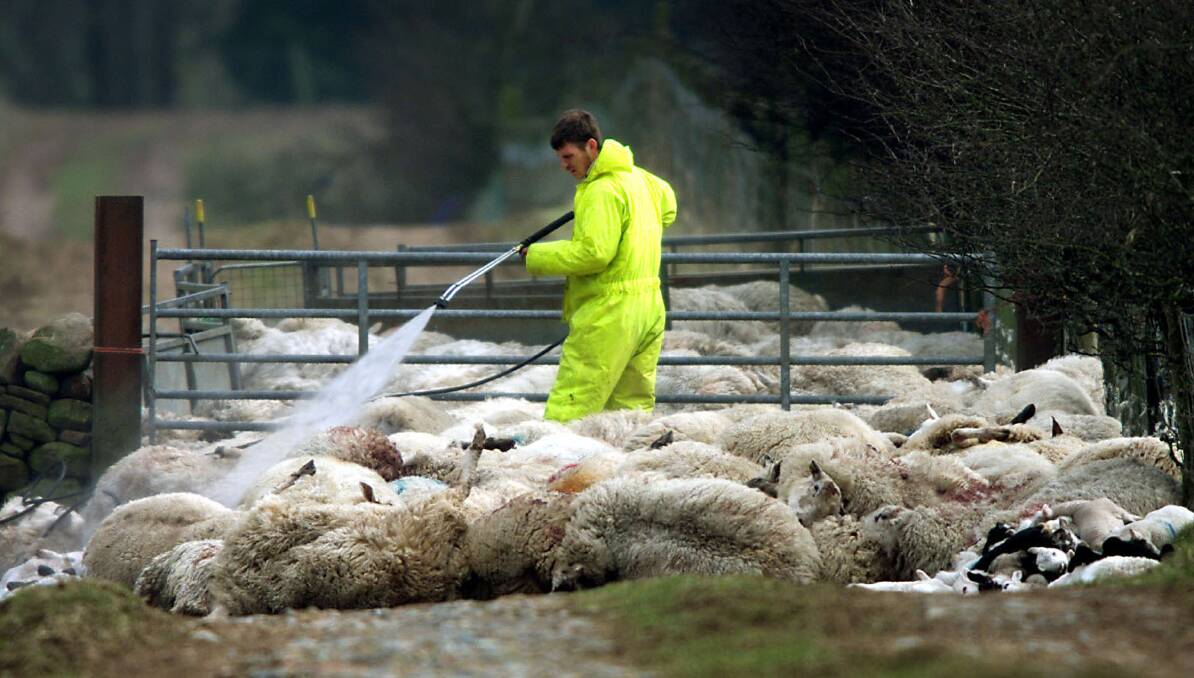 FMD is by far the most significant biosecurity threat to Australia’s livestock industries, according to researcher Michael Blake. A man sprays disinfectant over dead sheep in the United Kingdom in 2001, where a breakout led to the army destroying thousands of sheep. Photo: Jeff J Mitchell