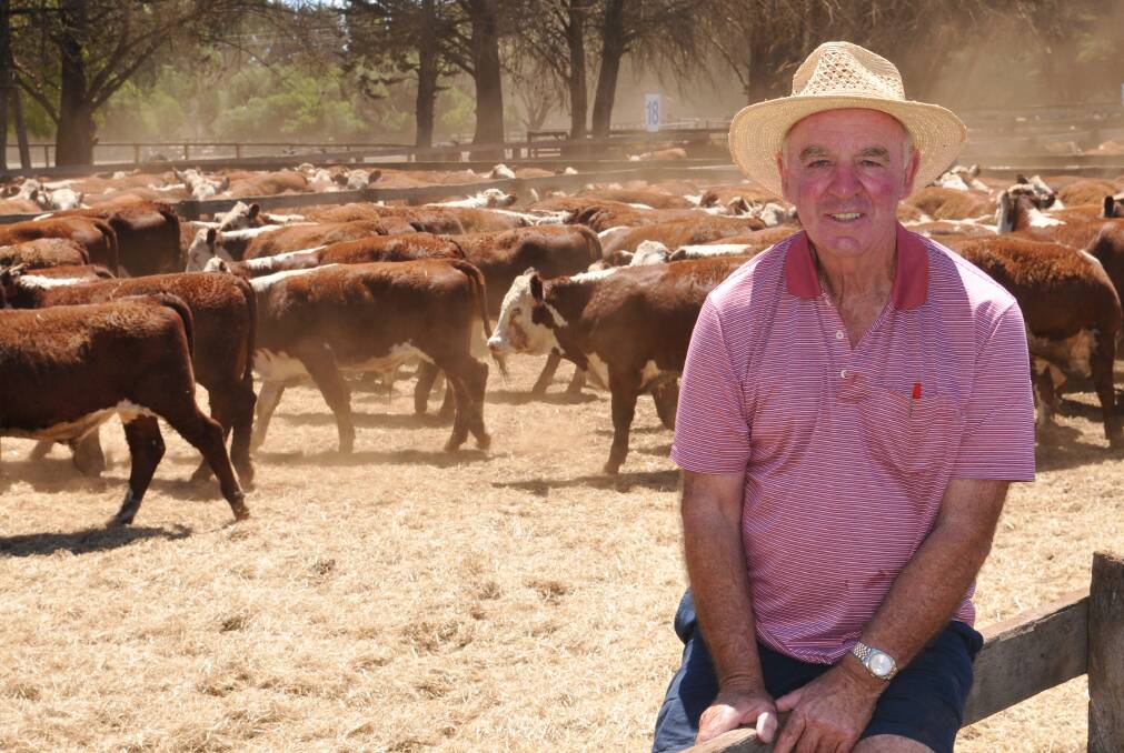 Red hot: Paul Mason, New Oakleigh Farm, Wellington, NSW, put together 610 steers at Hamilton weaner sales. 