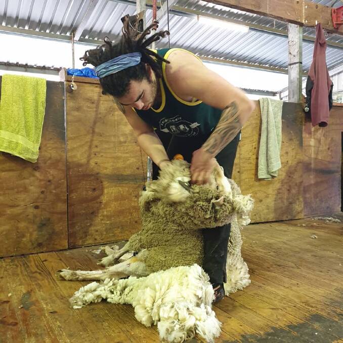 Shear passion: Robyn Betts' intricate knowledge of fibre production and processing has earned her a spot in the shed during the Toland's shearing.