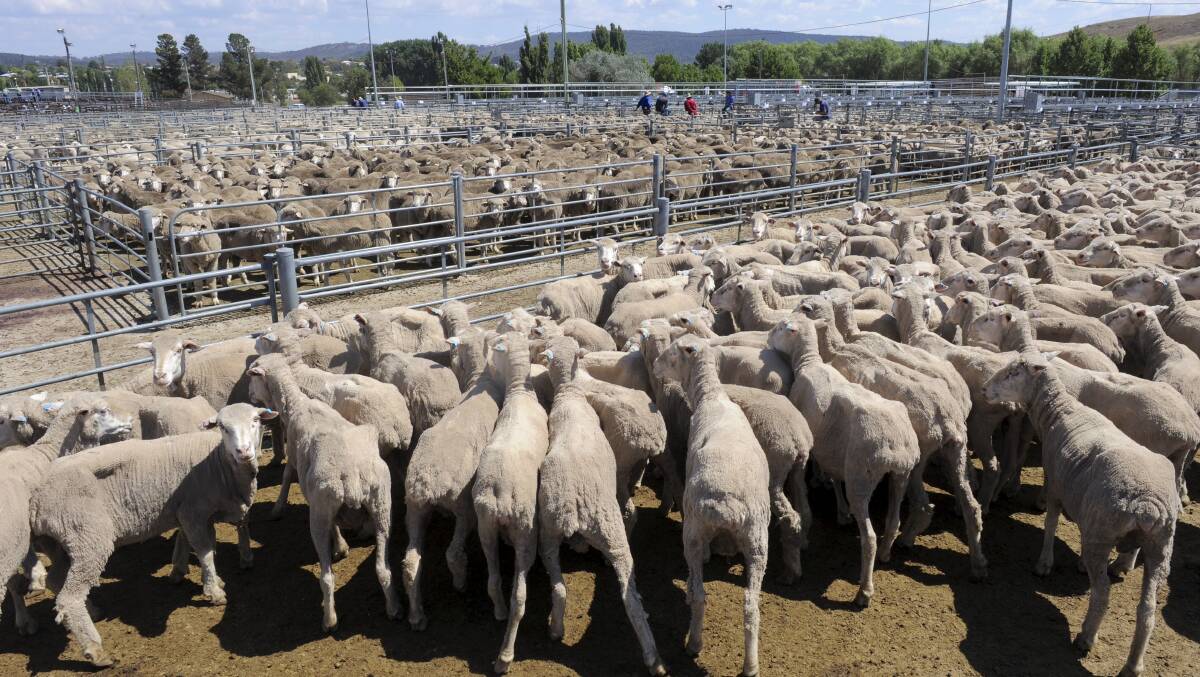 Sheepmeat Council of Australia believes the country could adhere to national  traceability benchmarks by 2020 if there was widespread adoption of electronic National Vendor Declarations. Photograph by Graham Tidy. 