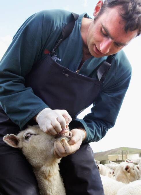 Veterinarian Phillip Brown checks sheep for signs of FMD. Photo: Dean Treml