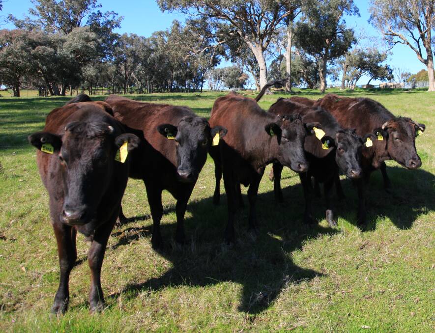 There is large demand for fullblood Wagyu embryos from Europe and South Africa.