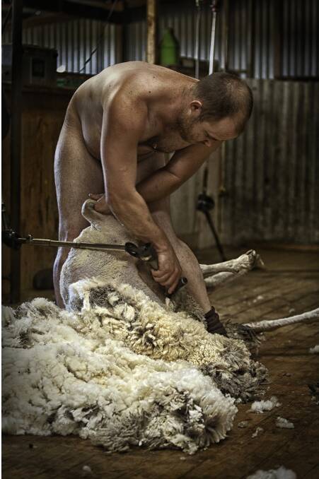 South Australia based Jacqui Bateman counteracted PETA's anti-wool campaign with a photograph of shearer Daniel Telfer which has since gone viral. In two days the post was shared more than 4000 times and reached 700,000 people. Photo: Jacqui Bateman Photography 