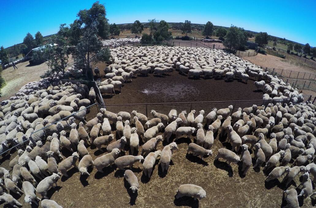 Seasonal conditions have helped boost national wool production by an anticipated 4.3pc. Photo Nick Moir
