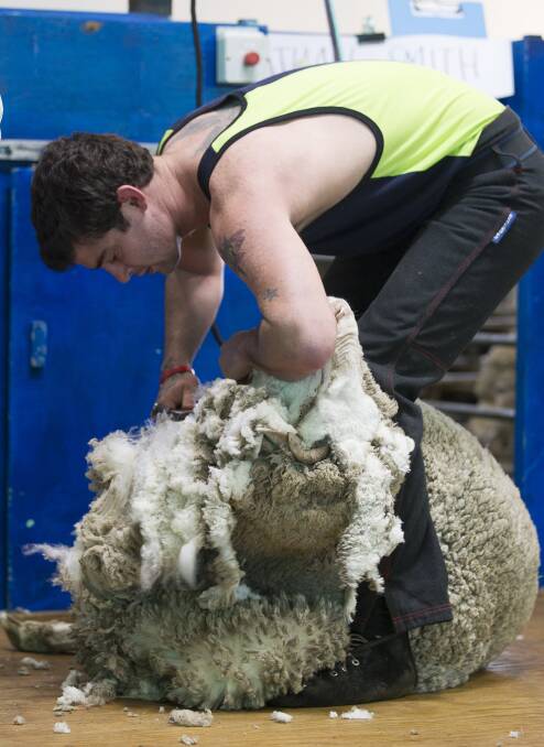 Blade shearing pays homage to wool harvsting early techniques. 