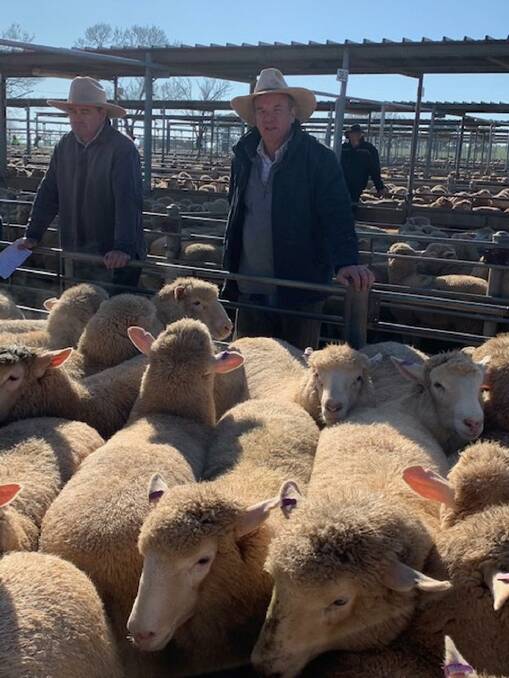 AUCTION: Mark Login, Blakes Livestock, with the top lambs at Wagga, NSW, last week. The pen of 46, 34kg, by Gordon and Wayne Rodham, Uranquinty, NSW, made $218. 