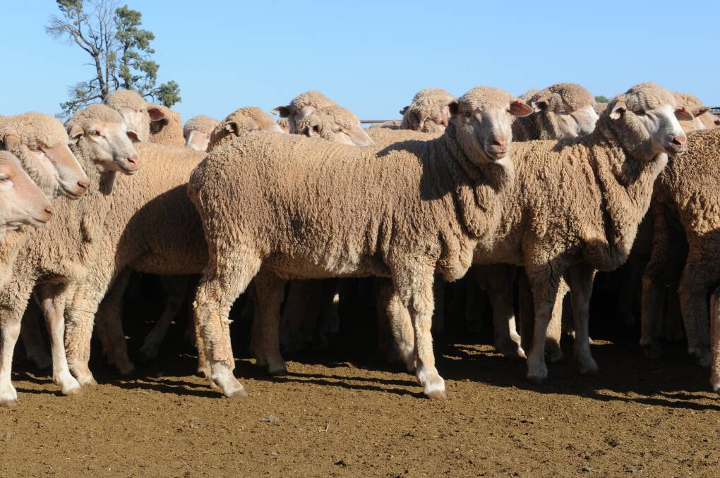 Time for reason on Ovine Johne’s disease