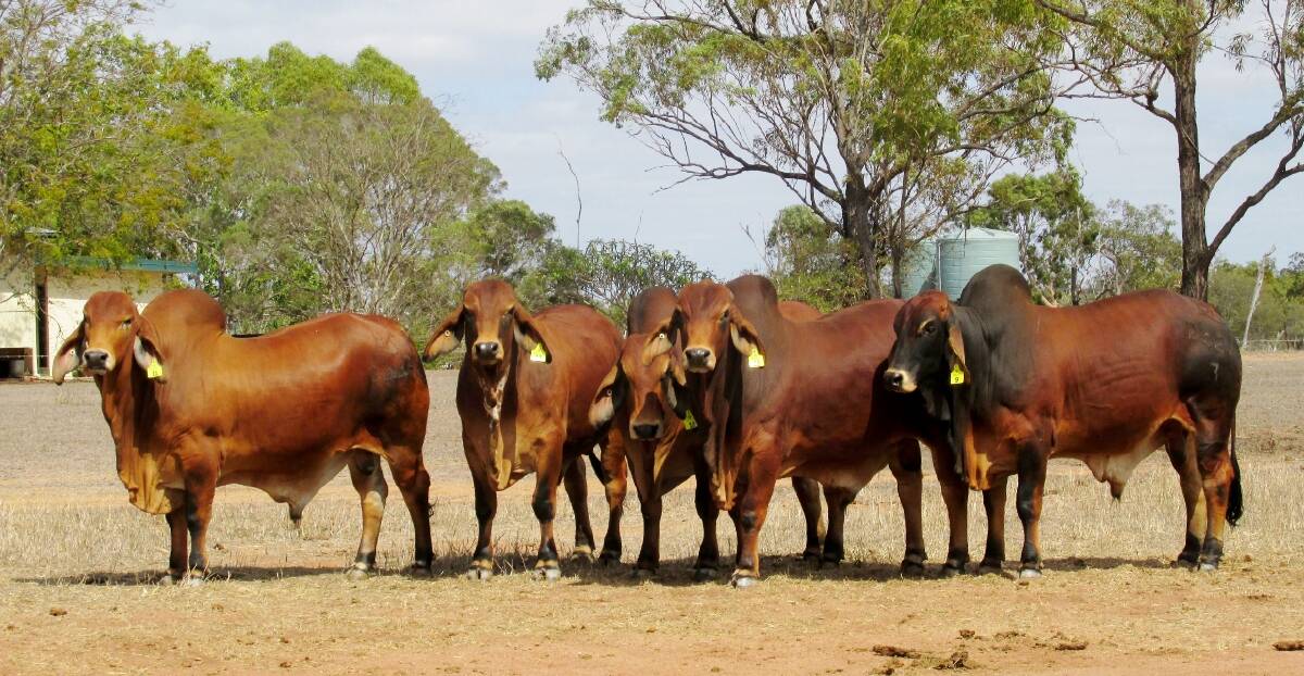 THE five red Brahman bulls Somerview will offer at the sale 2015 Gold City Brahman Sale at Charters Towers next month.