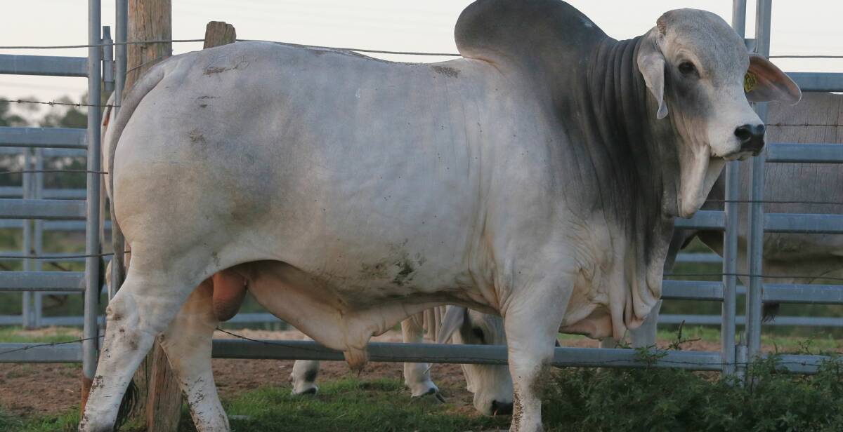 TOY Boy Brahmans' cattle are well handled, with superb temperaments, structural soundness, and the ability to go out and perform in a range of environments.