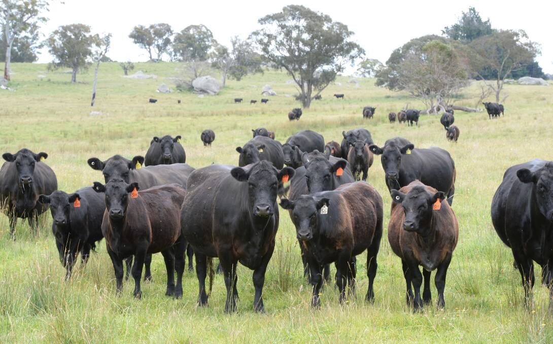 Angus cows and calves at "Obanview", Guyra. Photos by Rachael Webb