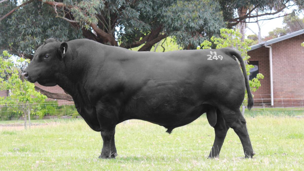 Alpine Angus will have 10 bulls by Coonamble Hector H249 for sale. Hector was the sire of $190,000 heifer Millah Murrah Prue M4.