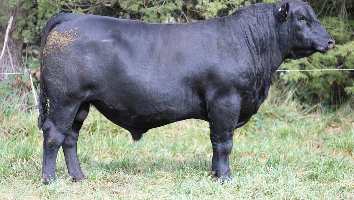 Dulverton Tivaci T139 (lot 15) by Baldridge SR Goalkeeper from Dulverton Xtol L136, is built like a tank, with good muscle, skin and hair, and doability, with a score of five for residual feed intake, combined with a 10 for tenderness. Picture supplied

