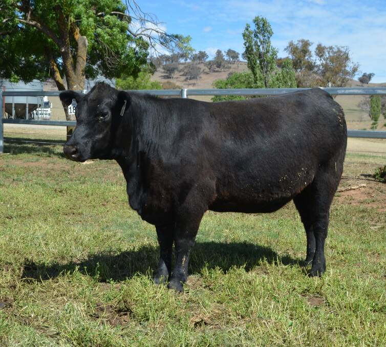The record-breaking $190,000 heifer, Millah Murrah Prue M4, sold to Brooklana Angus at the Millah Murrah Angus female sale in October.