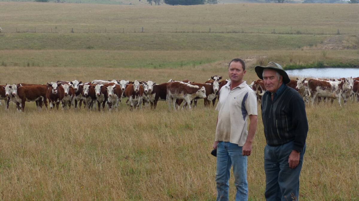 Brendan and Bert Ah Sam, "Round Hill", Omeo, will sell 270 Hereford and Hereford/Shorthorn-cross calves at Omeo on March 14.