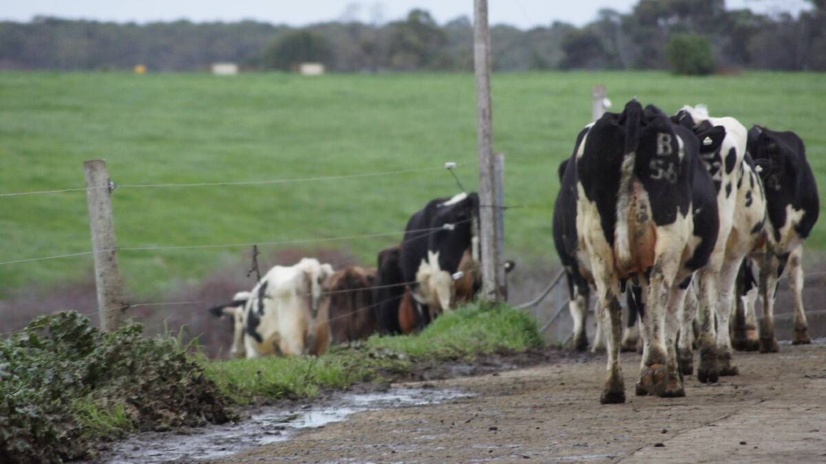 ACCC to investigate dairy market crisis