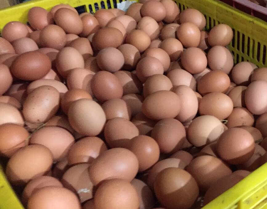 WA producer cops $750,000 fine in ‘free range’ egg crackdown