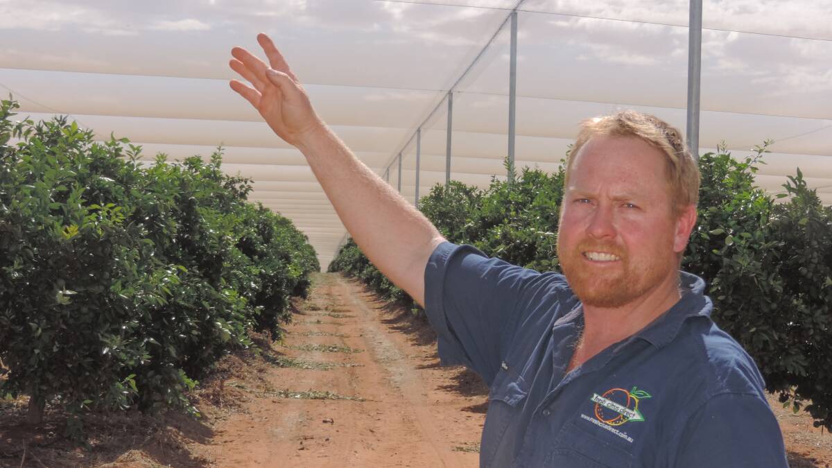 NET GAINS: Riverland citrus grower, Ryan Arnold, says he's been able to achieve higher class-one pack-out rates from his netted citrus orchard.