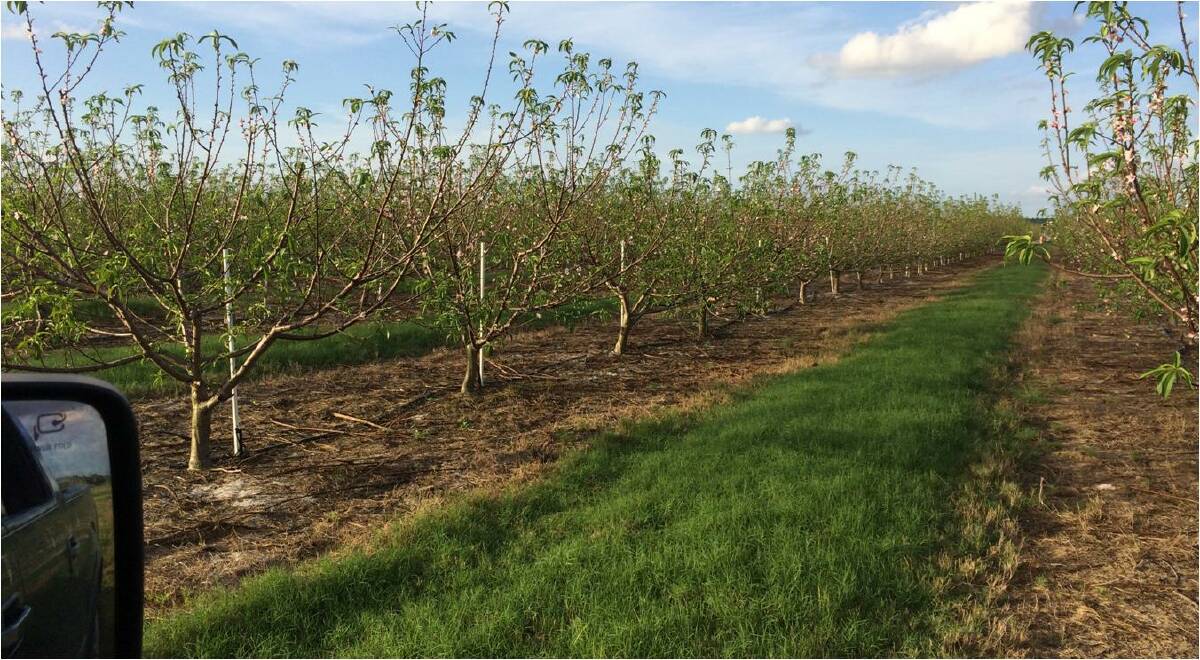 NOT TOGETHER: This image shows non-uniform bud break in the peach variety UFSun in December 2015 at an orchard in south east America, a result of under-chilling.