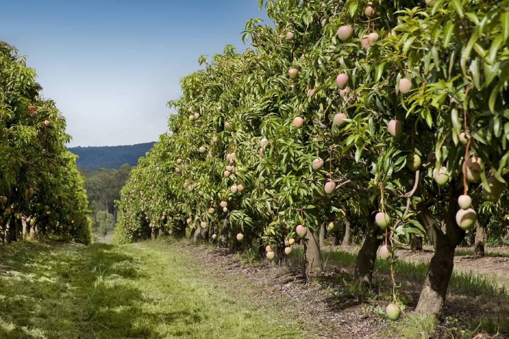 GOLDEN HARVEST: Piñata Farms has more than 10,000 Honey Gold mango trees growing at Wamuran, south-east Queensland. 