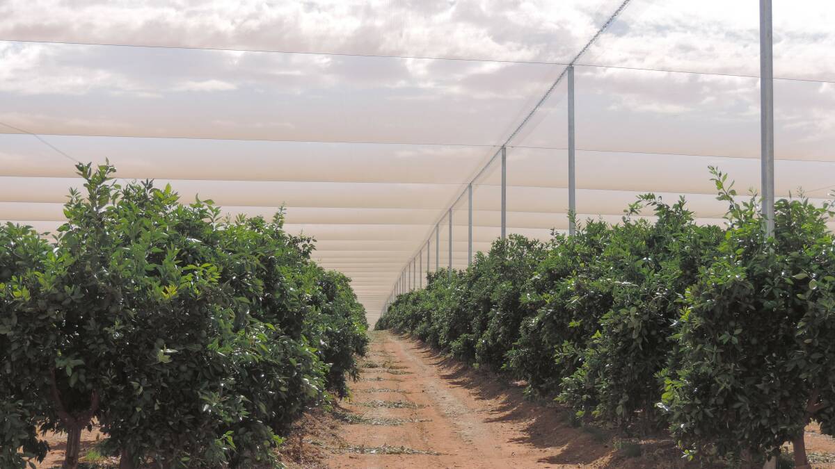 OVERHEAD: Some of the structure covering Ryan Arnold's Loxton citrus orchard.